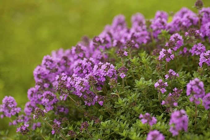 NIKA SEEDS - Seeds Herbs Thyme Garden Common Heirloom - 500 Seeds
