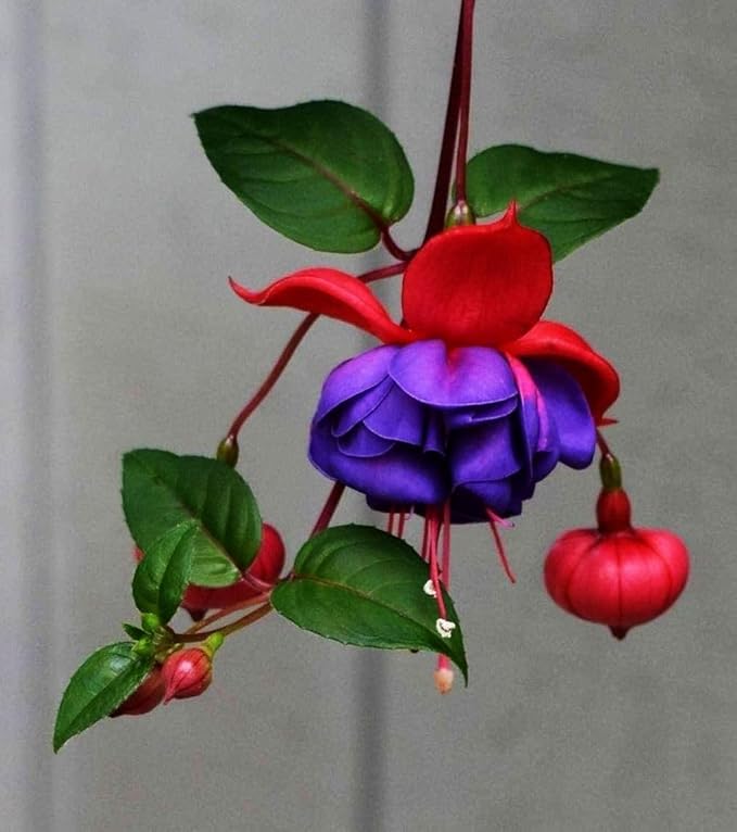 Fuchsia Flower Seeds Perennial Home Plant Bonsai 100 Pcs Seeds