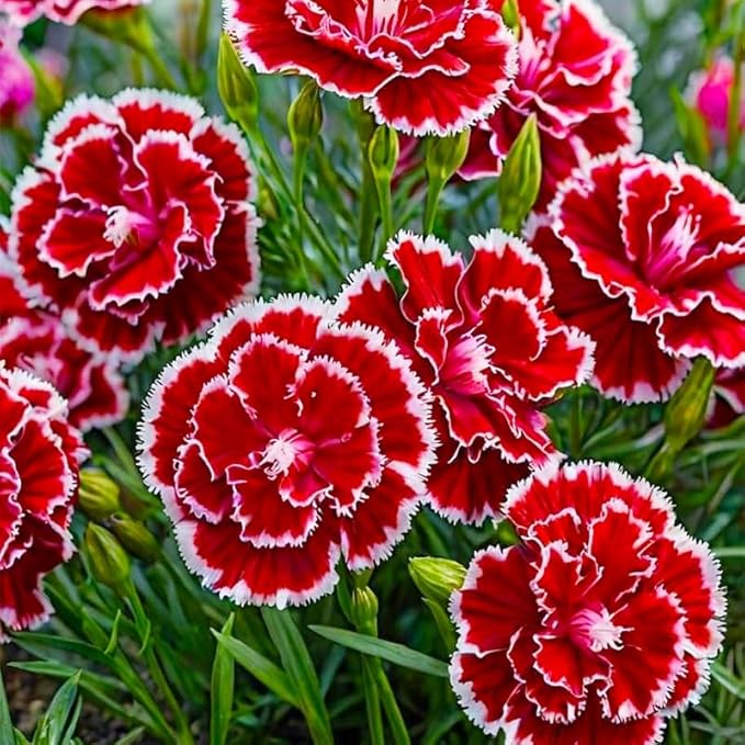 5200+ Mix Carnation Seeds for Home Garden - Non-GMO Heirloom Seeds - Fragrant, Open Pollinated