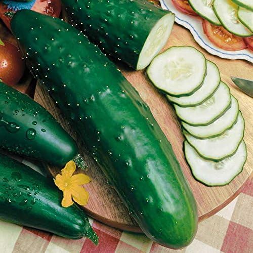 Park Seed Variety of Cucumber Seeds, Planting Cucumbers, Vegetable Seeds, Easy to Grow, Non-GMO, Perfect for Harvesting, Park's Select Slicer Hybrid, Pack of 30