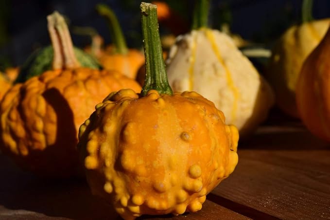 Seeds4planting - Seeds Ornamental Pumpkin Mix Heirloom Vegetable Non GMO