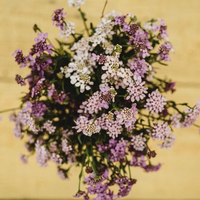 Candytuft Dwarf Fairy Mix - 250 Seeds - Excellent Ground Cover, Beautiful Low-Growing Annual, Non-GMO Heirloom Candy Tuft Seeds for Planting in The Home Garden, Thresh Seed Company
