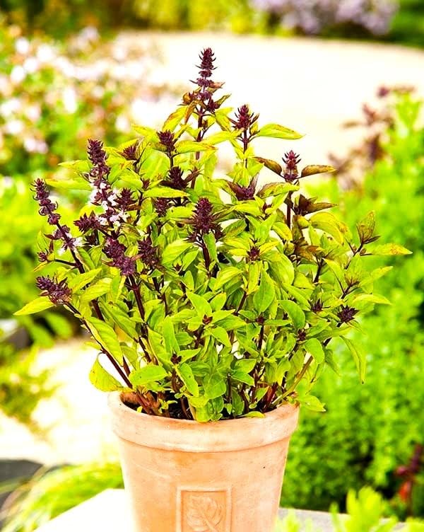 Unique Cinnamon Basil Mexican Spice 200+ Seeds for Planting Herb Garden