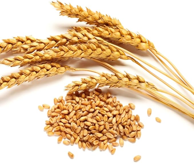 3 Pound Rye Cover Crop Seeds, Rye Grass Seeds for Lawn, Outdoor Growing, Fast-Growing Grass Seed