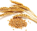 Rye Grass Seeds 2 lb Bag, Rye Seeds for Planting, Quick Growing Rye Cover Crop for Lawns, Gardens