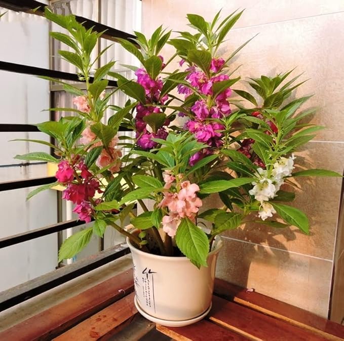 50+ Seeds Colorful Garden Balsam Impatient - Flower Mix