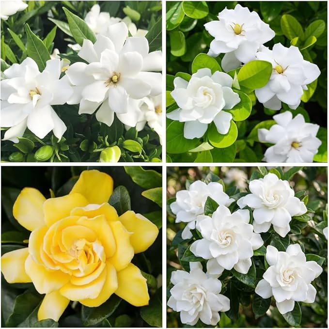 200+ Gardenia Flower Seeds for Planting Outdoors-Perennial Cape Jasmine Flower Fragrant Flowes Plant Home Garden Bonsai