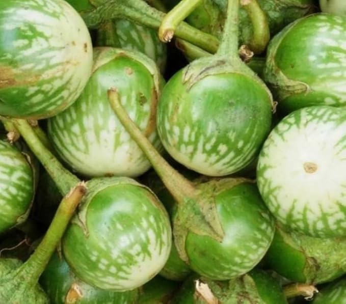 30PCS Green Round Thai Eggplant Seeds Thai Salad Vegetable Seeds Heirloom Home Garden