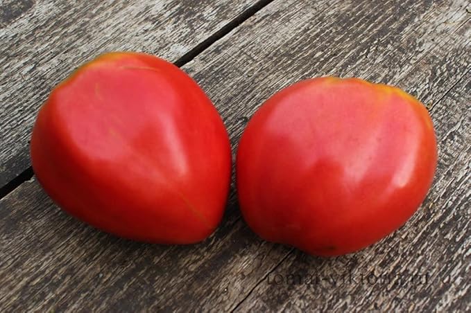 Seeds Vegetable Pink Bulls Heart Tomato - 30 Seeds