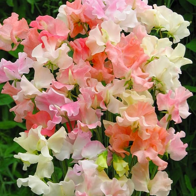 280+ Perennial Mix Sweet Pea Flower Seeds for Planting-Non-GMO Heirloom Plant Seeds Garden Outdoor