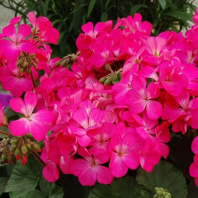 Park Seed Geranium Flowering Plant Seeds, Nano Pink Compact Variety with Full-Sized Blooms on Petite Plants, Great for Indoors or Small Spaces, Pack of 10