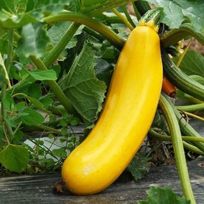 Golden Zucchini Squash Seeds 25 Count, COOL BEANS N SPROUTS Brand. Heirloom. Non-GMO. Home Gardening.