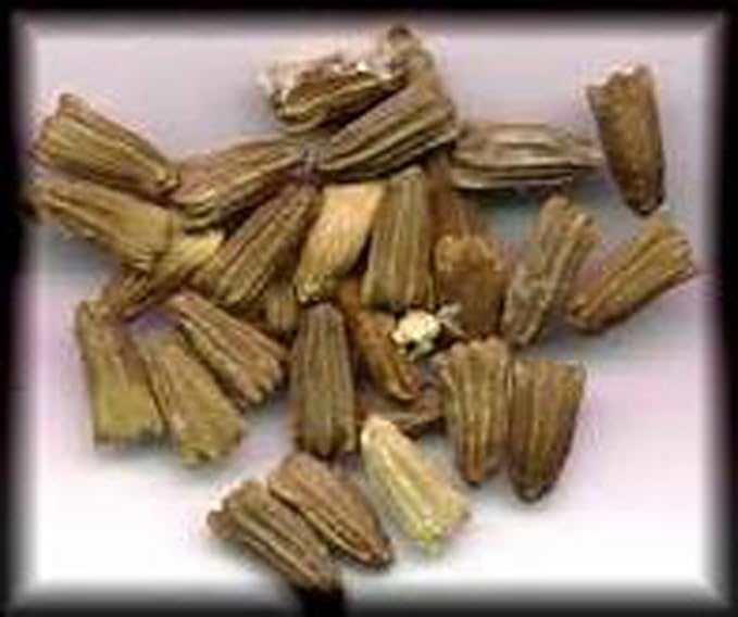 Gourd Seeds Large Mixed Gourd Seeds, 50 Seed Pack, USA Product. Packed by JACOBS LADDER ENT.