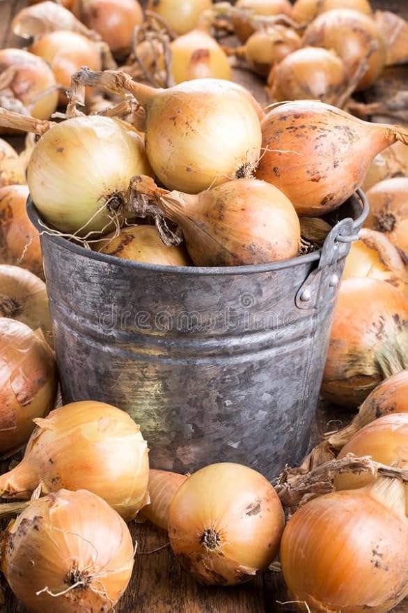 Simply Seed™ - Sweet Yellow Onion Bulbs - Naturally Grown - Non GMO - Grow Anywhere - American Raised