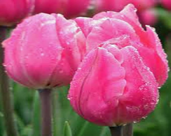 Bulb, Tulip, Pink Impression, (10 Pack) Pure Pink Perennial Tulip Bulbs, Pink Flowers