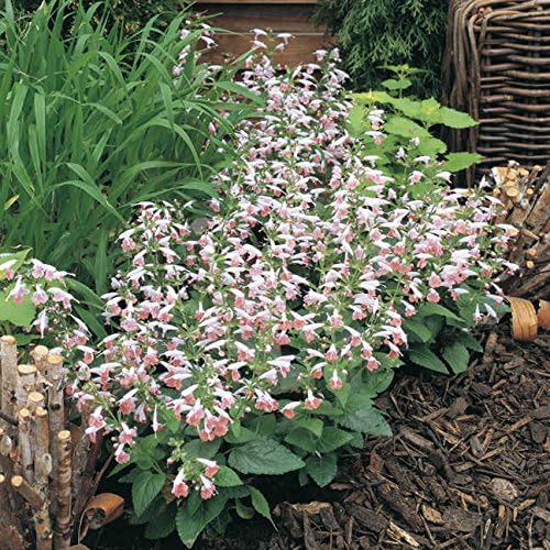 Park Seed Summer Jewel Pink Salvia Seeds, Award-Winning Dwarf Sage with Soft Pastel Blooms, Pollinator Magnet for Beds and Containers, Pack of 25