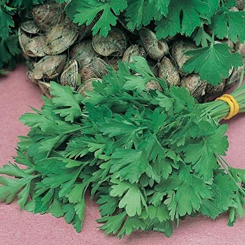 SeedsUP - 2000+ Seeds Italian Flat-Leaf Parsley Indoor for Pots Year-Round - 2000 Seeds - Herb Green