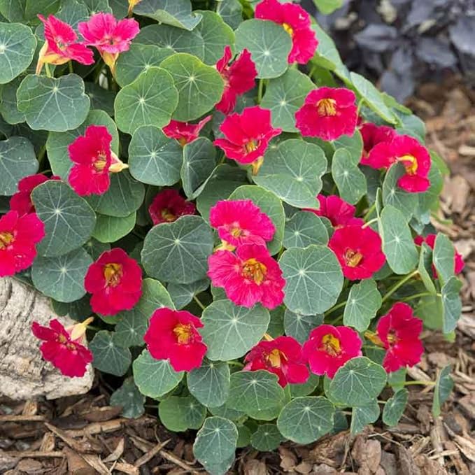Eden Brothers Nasturtium Seeds - Baby Rose