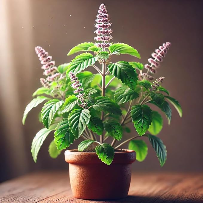 FUN AND GROW SEEDS: Seeds Ornamental Tulsi Tree Holy Basil Non GMO Heirloom