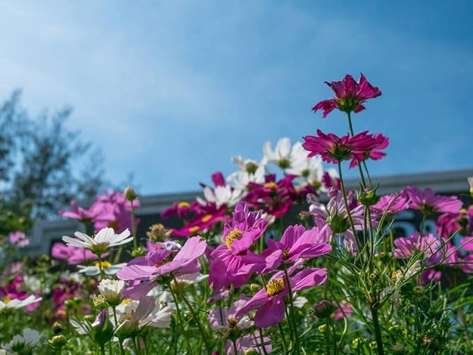 Cosmos Seeds, 3000 Cosmos Flower Seeds, Cosmo Seed for Planting Outdoors (0.35 Ounce/10G)