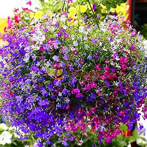 Seeds Lobelia Ampelous Mix/Annual Flowers