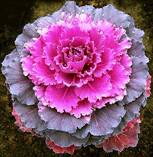 Seeds Vegetable Flowering Kale Mix (Ornamental Cabbage) Large Leaf - 50-100 Seeds