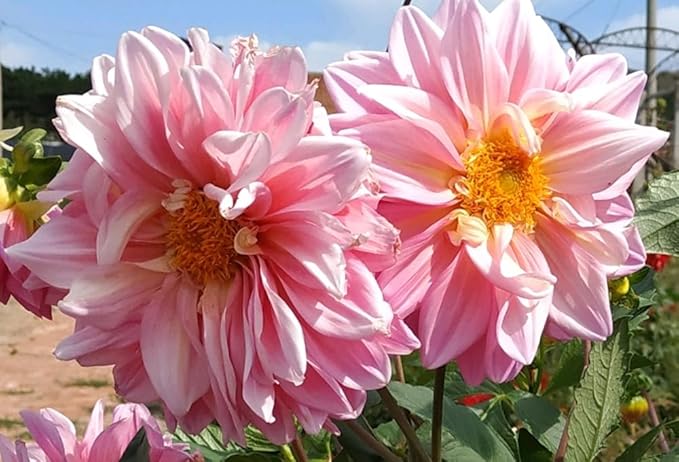Rare Mix Dahlia Pompon Flower Seeds Colorful Variabilis Beautiful Annual Outdoor Lawn Plant Bonsai Flowering Seeds Bloom 100pcs