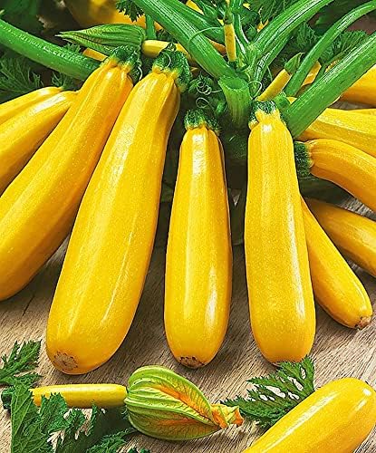 SeedsUP - 30+ Seeds Easy Pick Zucchini - Vegetable Golden
