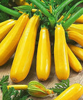 RAISE ME UP: Seeds Easy Pick Gold II Zucchini Courgette Non GMO Heirloom