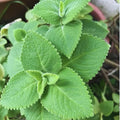 2 Cuban Oregano Live Plant, Oregano Plants Live, Mexican Mint Plant, Spanish Thyme Vegetable Plants Live Garden
