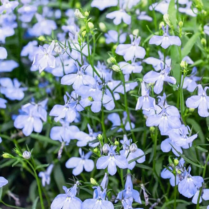 5000+ Perennial Cascade Mixture Lobelia Seeds for Planting Outdoors-Lobelia Ground Cover Seed Flowers Planting Non-GMO Heirloom
