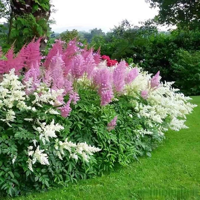Astilbe Flower Seeds 1000 Count - Cold Hardy Perennial Seeds, Long Lasting Blooms, Suitable for Cut Flower Arrangements & Garden Decoration