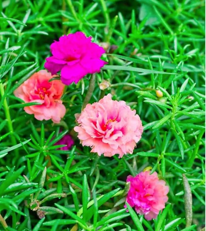 10,000+ Moss Rose Seeds – Heirloom Portulaca Seeds – Easy to Grow, Fast-Growing Annual Flower – Mixed Colors – Drought Tolerant, Non-GMO Ground Cover for Garden Landscaping