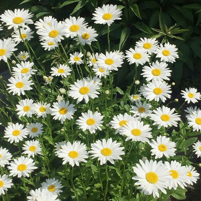 5000+ Perennial Chrysanthemum Seeds for Planting-AKA Shasta Daisy Heirloom Wildflower Seeds Pack