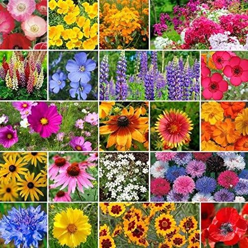 Burst of Bloom Wildflower Seeds Mix – 2500+ Non-GMO & Heirloom Seeds, Attracts Butterflies & Hummingbirds, Annual & Perennial Blend for Pollinator Gardens, by Isla’s Garden Seeds