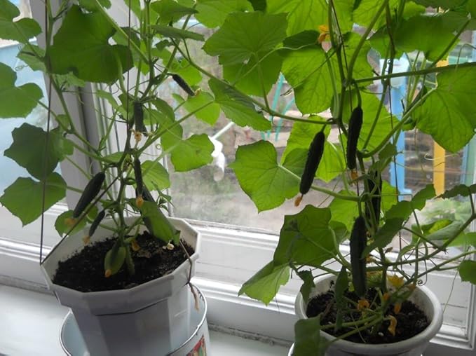 Cucumber Indoor F1 Seeds – Hybrid, Parthenocarpic (Self-Pollinated) | 45 Days to Harvest | Compact, High-Yield Variety for Greenhouses & Containers