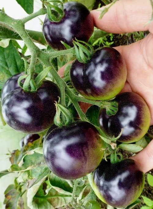 50+ Seeds Cherry Tomato Indigo Rose Large - Vegetable Blue