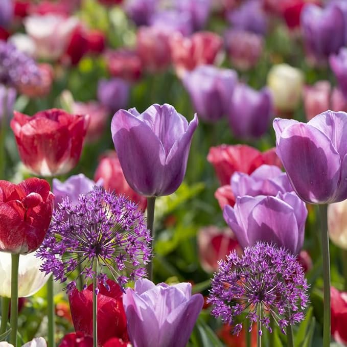 All-in-One Flower Garden Kit - 25 Flower Bulbs Per Box - Potluck Planting Berry Bouquet Mix - Allium and Tulip Mix - Fragrant - Naturalizing - Live Outdoor Garden - Easy to Plant Flowers