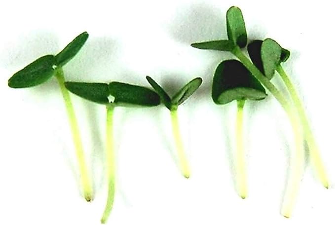 Thai Basil Seeds - Bulk Herb Seeds for Growing Microgreens, Indoor Gardening: Micro Greens Salad (4 Oz)