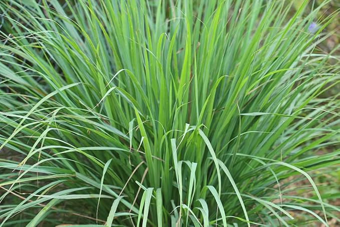 Lemongrass Seeds - 100 Seeds - Easy to Grow Herb - Ships from Iowa, Made in USA - Grow Lemon Grass