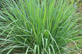 Lemongrass Seeds - 100 Seeds - Easy to Grow Herb - Ships from Iowa, Made in USA - Grow Lemon Grass