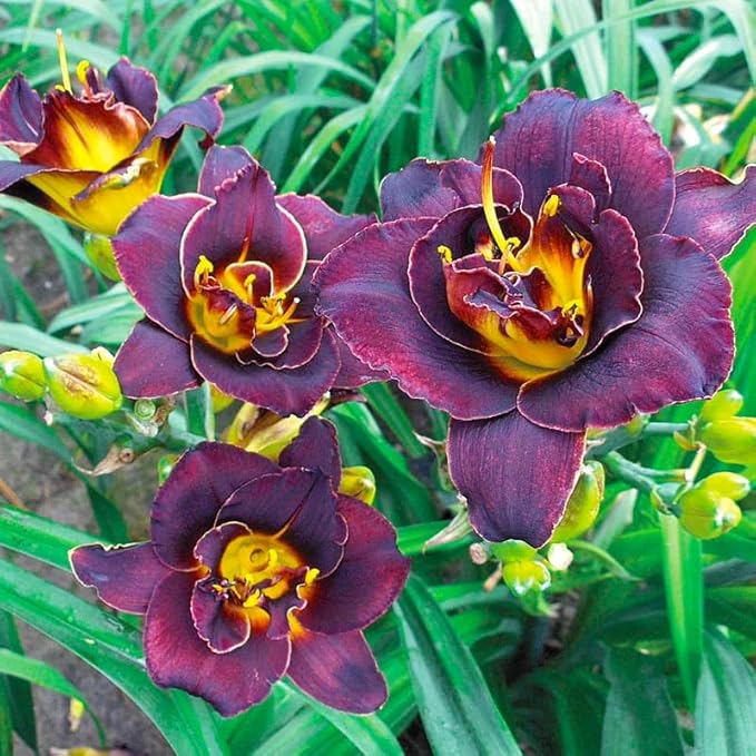 100Pcs Perennial Daylily Hemerocallis Seeds for Planting-Mixed Color Day Lily Fine Flower Seeds Heirloom