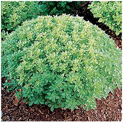 1000 Mixed Herb Seeds Heirloom Non GMO 12 Varieties This is a Mix, Thyme Oregano Sage Tarragon Marjoram Summer Savory Basil Italian Greek Thai Dwarf Ruby Red, Diplotaxis tenuifolia Grown in USA