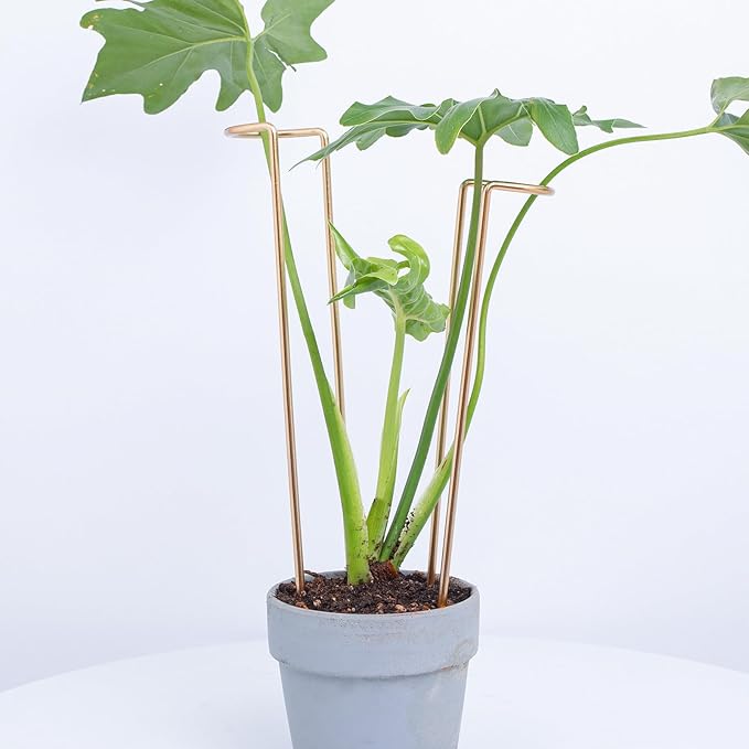 12-Inch Monstera Support - 10 Pack Medium Plant Support for Indoor and Outdoor Plants, Durable Stem Holder Trellis for Monstera and Spring Plant Stakes, Ideal for Home, Balcony, and Terrace