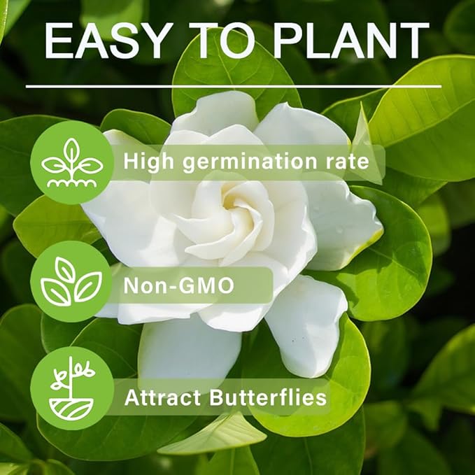 200+ Gardenia Flower Seeds for Planting Outdoors-Perennial Cape Jasmine Flower Fragrant Flowes Plant Home Garden Bonsai