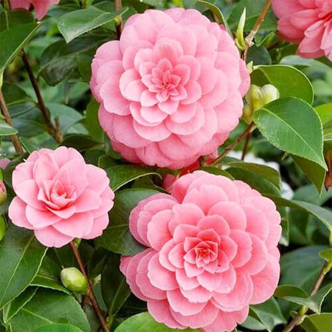 Mixed Camellia Seeds for Planting -20Pcs Non-GMO Heirloom Camellia Seeds Rate Landscaping Plant