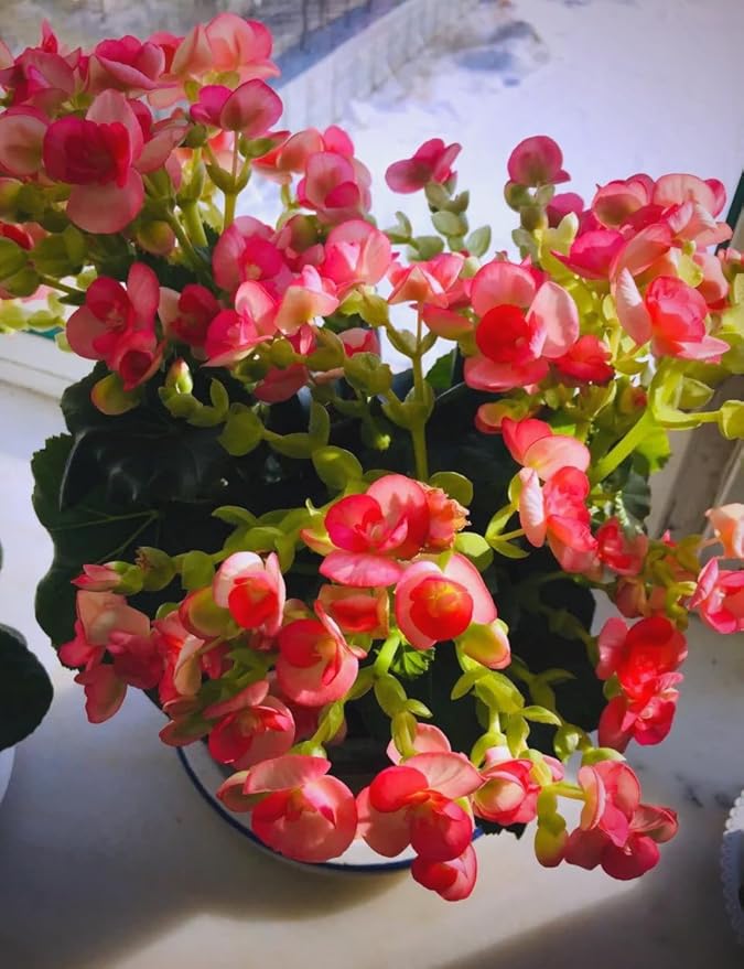 Mix Perennial Begonia Flower Seeds 100pcs– Limitless Sunrise & Gorgeous Rex Varieties | Shade-Loving, Colorful Foliage & Blooms Grow Indoor & Outdoor Garden Plants