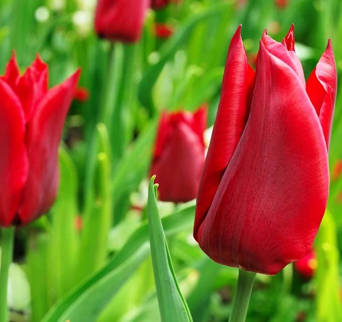Mix Triumph Tulips 10 Bulbs for Fall Planting Colorful Flower Tulipa Darwin Hybrid Changing Colors Mixture Size 12+ 4 Varieties to Choose (Red Emperor, 10, Mix Color)