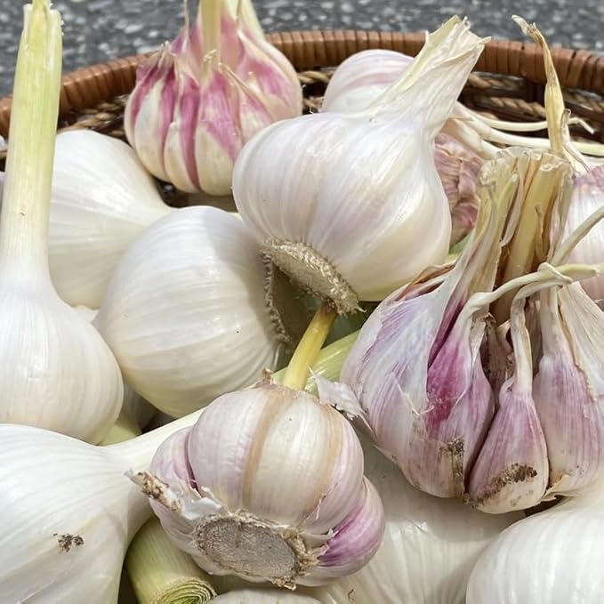 1 Pound Music Hardneck Garlic Bulbs for Planting, Fresh High-Yield Hardy Garlic for Garden or Container Growing