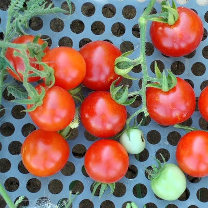 Totem Tomato 0.25 Oz ~1,700 Seeds – Cherry Tomato – Non-GMO, Open-Pollinated – Solanum lycopersicum – 70 Days – Dwarf Determinate – Container, Patio, Indoor, or Garden – No Staking Needed